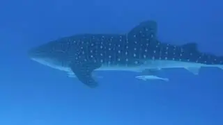 Whale shark in Mnemba Atoll with Spanish Dancer Divers