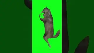 Wolf dancer, impossible is nothing