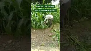 African Tall Maize Green Fodder आफ्रिकन टॉल मक्का हिरवा चारा #greenfodder #goat #trending #shorts