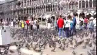 Piazza San Marco Dopo L'aggressione dei piccioni :P