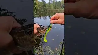 A great way to tackle difficult fishing spots &ndash; offset hooks. 🔥😎