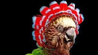 15 Most Beautiful Parrots In The World