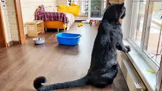 Сумасшедшая погода в феврале🤪 прячемся в доме с пантерой Луной🙈
