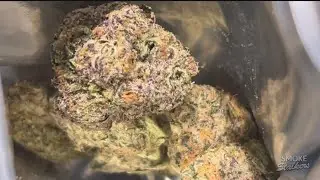 🔥 Обзор сорта Str8 Fire Zushi THCa | Действительно ли это 