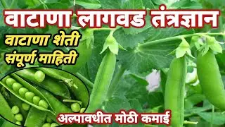 वटाणा लागवड अल्पावधीत लाखोंचे उत्पन्न | वाटाणा लागवड माहिती | Vatana Lagwad Mahiti | Pea Cultivation