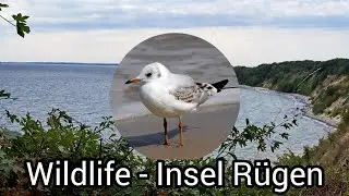 Wildlife Insel Rügen