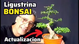 ⚠ COMO HACER UN BONSAI  ACTUALIZACION DE LA LIGUSTRINA⚠