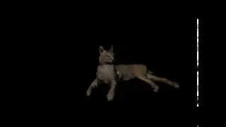 Light and Camera Movement