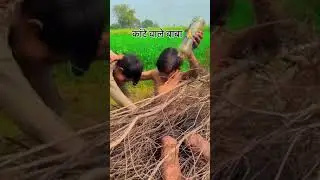 #kate #wala #baba #Prayag #youtubeshorts #kabutarlove