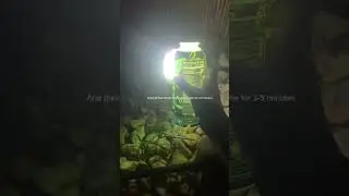 How to make glowberry prime glow in the dark