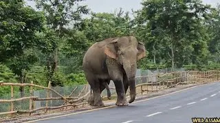 Wild Elephant On Road || PM Neem Corridor Near NRL Refinery😱