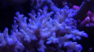 Echinata