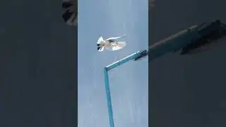 Best Pigeon Landing🔥🥰Full Garmi MeBuri Halat Me Gira😱AjjTeddyKabootarMastParwazKarKAya