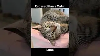 Cats of Crossed Paws
