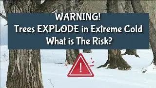 WARNING! Trees EXPLODE in Extreme Cold: What is The Risk?