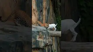 Brave Mountain Goat Stands Ground Against Wild Predator