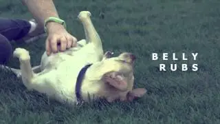 TAILS Humane Society