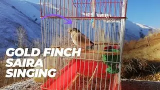 Villagelife Gold finch Saira singing non-stop. خواندن سایره وطنی