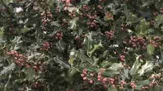 The Curtains - Holly Tree