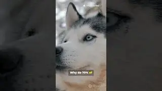 5 Husky Myths Destroyed in 60s