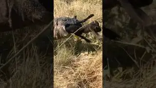 Komodo swallows goat🙄