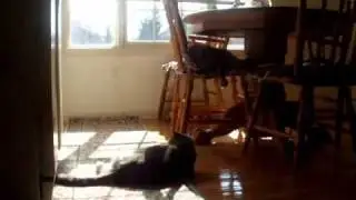 kitchencats