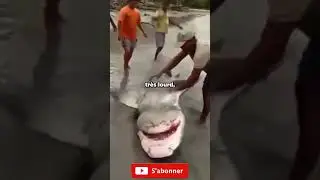 Ces Gens Sauvent Ce Requin Super Dangereux #enqu&ecirc;te #reportage #investigation #enqu&ecirc;te #documentaire