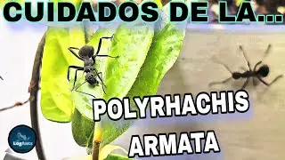 Polyrhachis armata | Tips y cuidados en forrajeo especial tejedoras