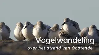 Vogels kijken op het strand tussen Oostende en Nieuwpoort #1085