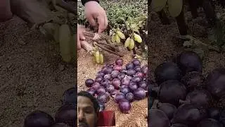 Is this true!! #farming #agriculture #vivasayam #short