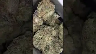 APPLE GELATO EXOTIC STRAIN⛽🔥😤 #exotic #cannabisheals #ytshorts