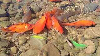 Top 10 colourful fish.fishing hunting from nature that's funny 