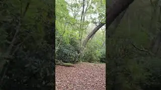 Muskrat Shelter,  Appalachian Trail