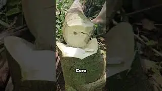 The Secret Inside a Papaya Tree! 🍃😲