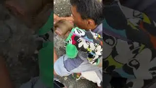The monkey climbed happily on his father's back.