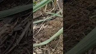 Ulo Dumung Macan 🐍 ular jali 🐍 Ptyas mucosus