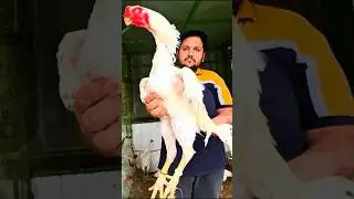 Full Size King Shamo Chicks,Hen Hatching,Aseel Murga,Thai Murga,Pakistani Aseel,Hsn Shorrs