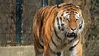 tiger | 360 Mind Cooler #lion#forest#animal#animallion