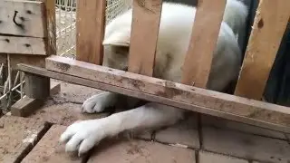 demonstration of the importance of opposable thumbs.