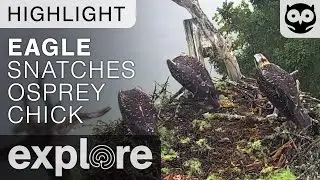 Eagle Snatches Osprey Chick - Live Cam Highlight