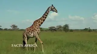 Facts Africa: Interesting Top 20 Fun Facts about Africa