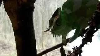 chamaeleo quadricornis