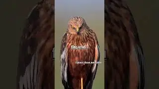 Tension नहीं, ज़िद पालो 💪🔥 | Strong Mindset Motivation #mindset #attitude #selfgrowth #selflove