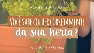 Como podar e colher corretamente na horta - Minha Horta - ISLA Sementes