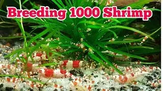 Советы по разведению кристально-красных креветок