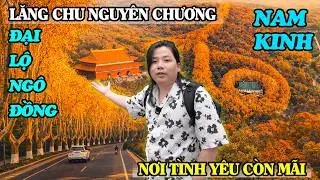 Lăng Mộ Chu Nguy&ecirc;n Chương - Qu&aacute; Đẹp H&agrave;ng C&acirc;y Ng&ocirc; Đồng Ở Cung Điện Tống Mỹ Linh Tại Nam Kinh!