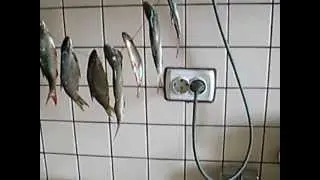 How to salt fish part 5
