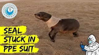 Seal Stuck In PPE Suit