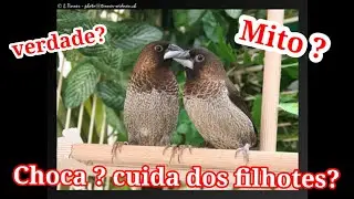 coloquei ovos de coleira papa capim para casal de manon chocar