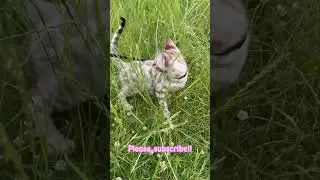 Bengal kittens exploring #bengalcat #kitten #snowbengal #cute #funny